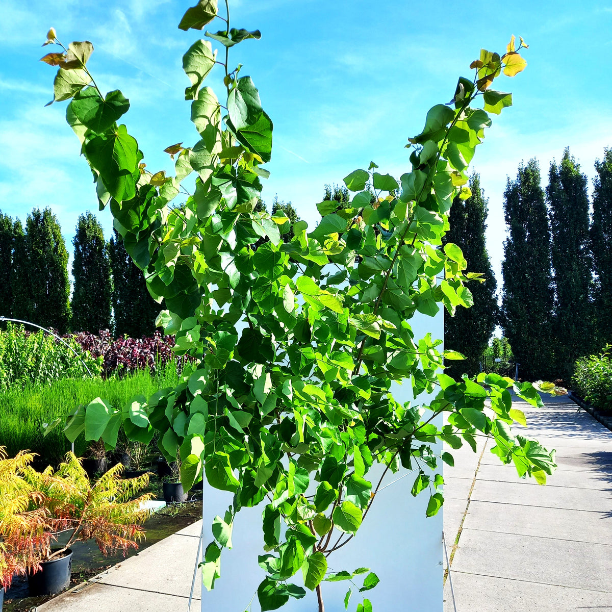 Kanadischer Judasbaum 'Pink Pom Poms' (Cercis canadensis)