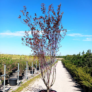 Kanadischer Judasbaum 'Red Force' (Cercis canadensis)