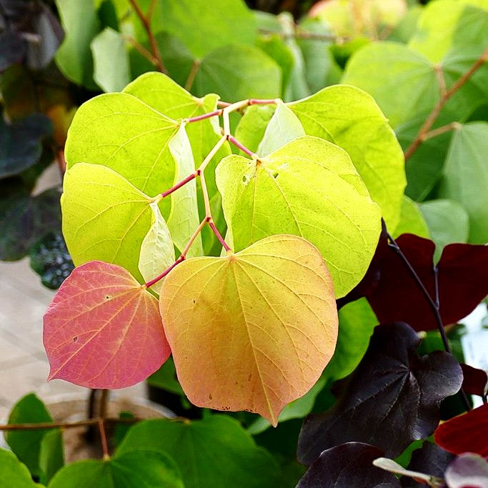 Kanadischer Judasbaum 'Rising Sun' (Cercis canadensis)