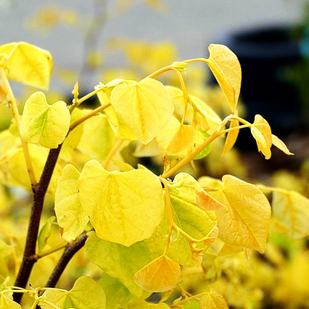 Kanadischer Judasbaum 'Rising Sun' (Cercis canadensis)