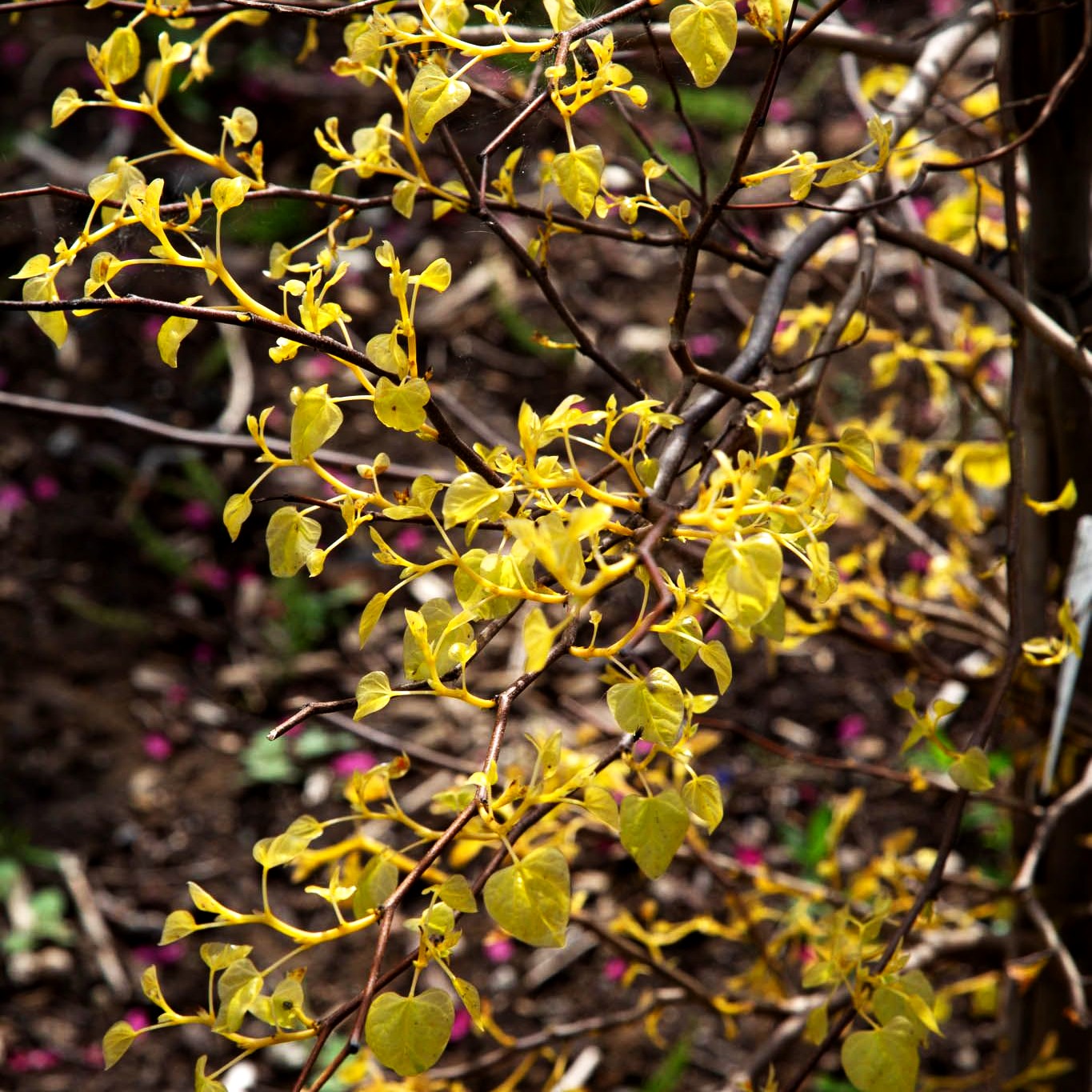 Kanadischer Judasbaum 'Rising Sun' (Cercis canadensis)