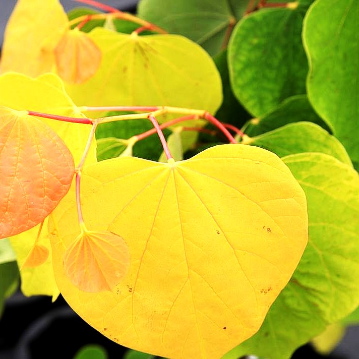 Kanadischer Judasbaum 'Rising Sun' (Cercis canadensis)