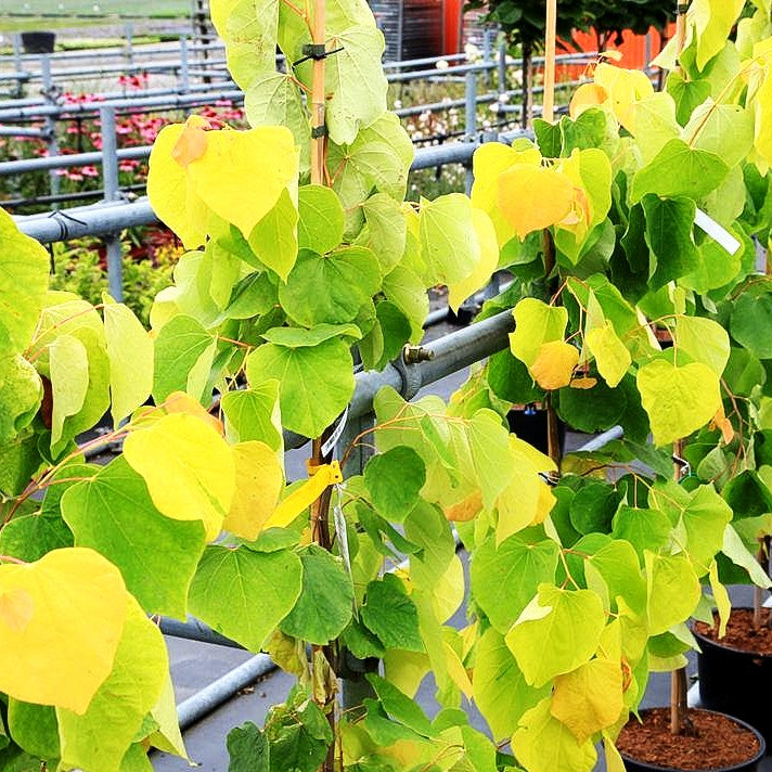 Kanadischer Judasbaum 'Rising Sun' (Cercis canadensis)