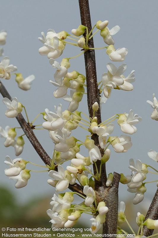 Kanadischer Judasbaum 'Royal White' (Cercis canadensis)