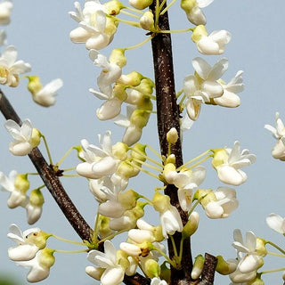 Kanadischer Judasbaum 'Royal White' (Cercis canadensis)