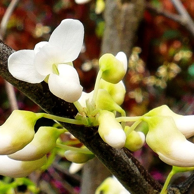 Kanadischer Judasbaum 'Royal White' (Cercis canadensis)