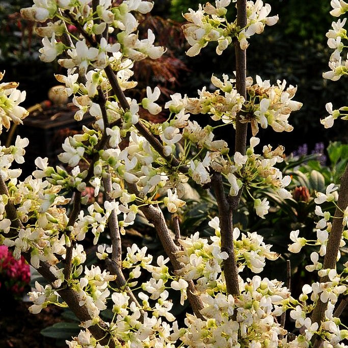Kanadischer Judasbaum 'Royal White' (Cercis canadensis)