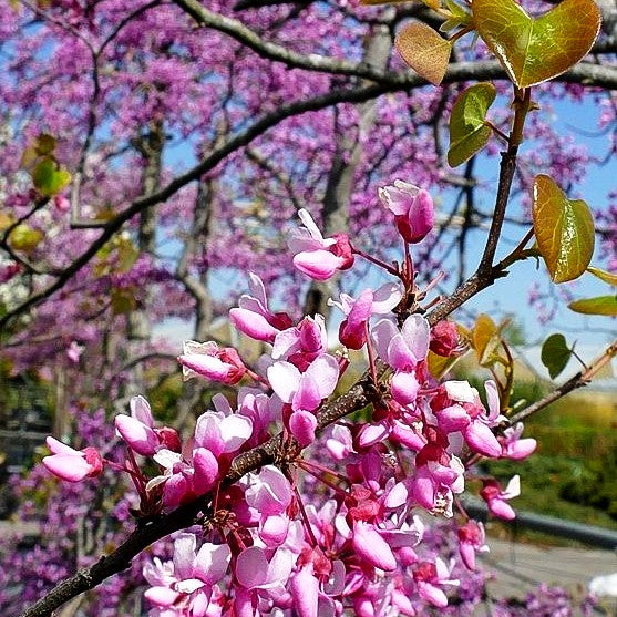 Kanadischer Judasbaum 'Tennessee Pink' (Cercis canadensis)