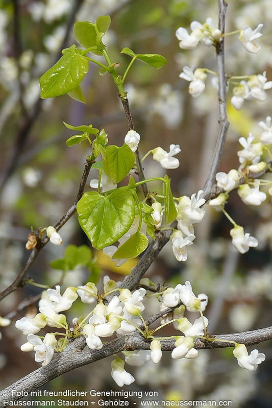 Kanadischer Judasbaum 'Texas White' (Cercis canadensis)