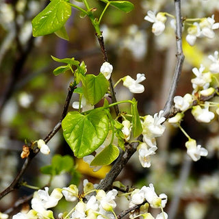 Kanadischer Judasbaum 'Texas White' (Cercis canadensis)