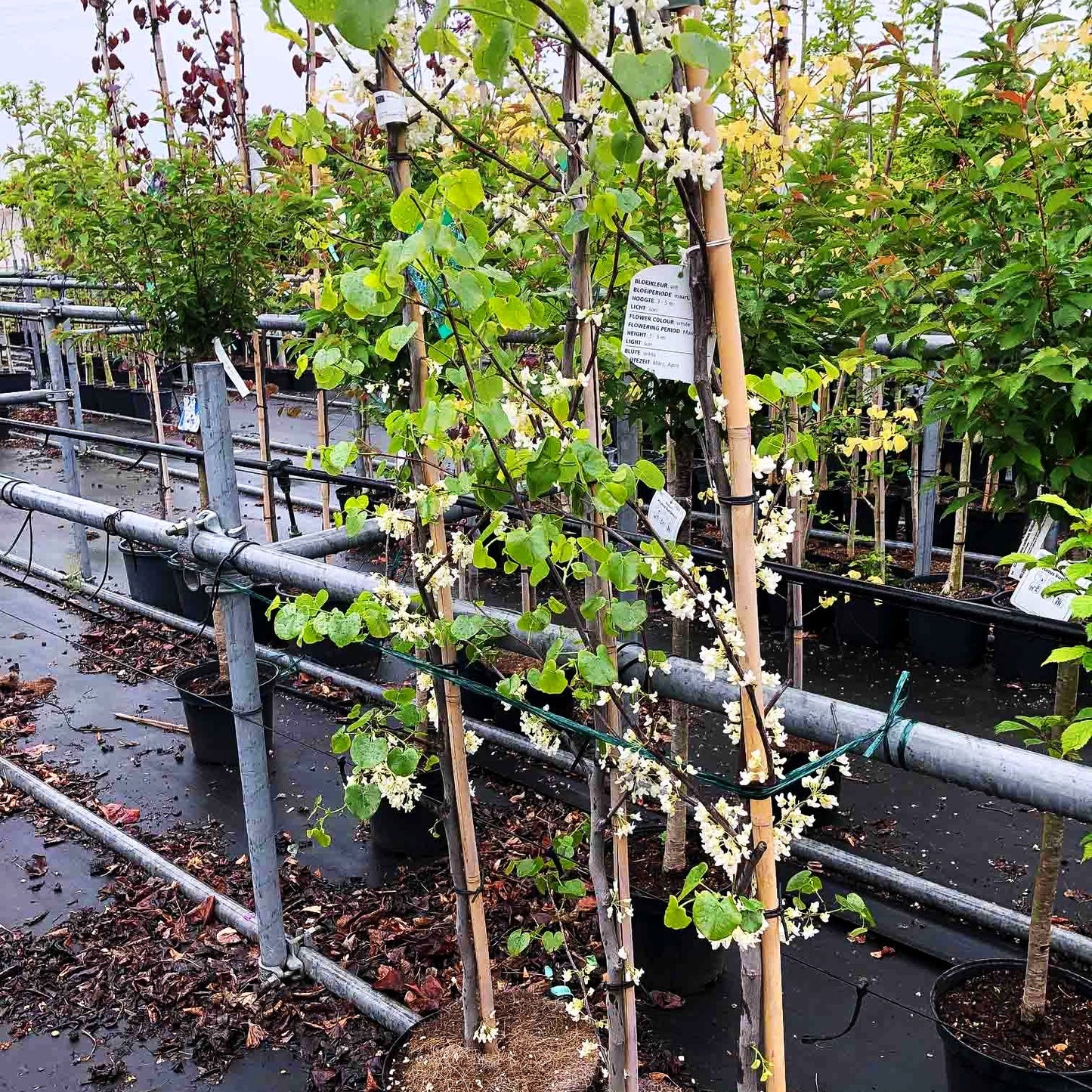 Kanadischer Judasbaum 'Texas White' (Cercis canadensis)
