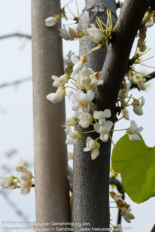 Kanadischer Judasbaum 'Vanilla Twist' 'Vanilla Twist' (Cercis canadensis)