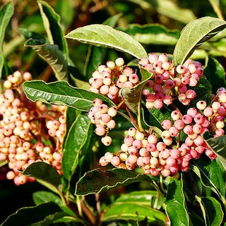 Kanadischer Schneeball 'Pink Beauty' (Viburnum lentago)