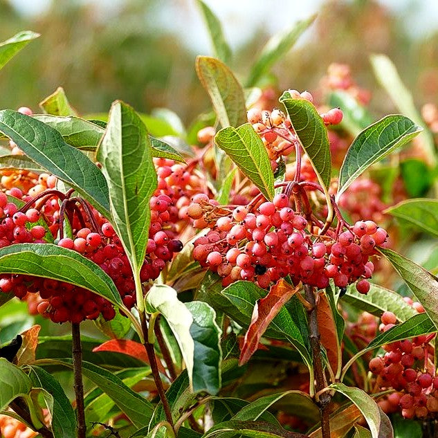 Kanadischer Schneeball 'Pink Beauty' (Viburnum lentago)