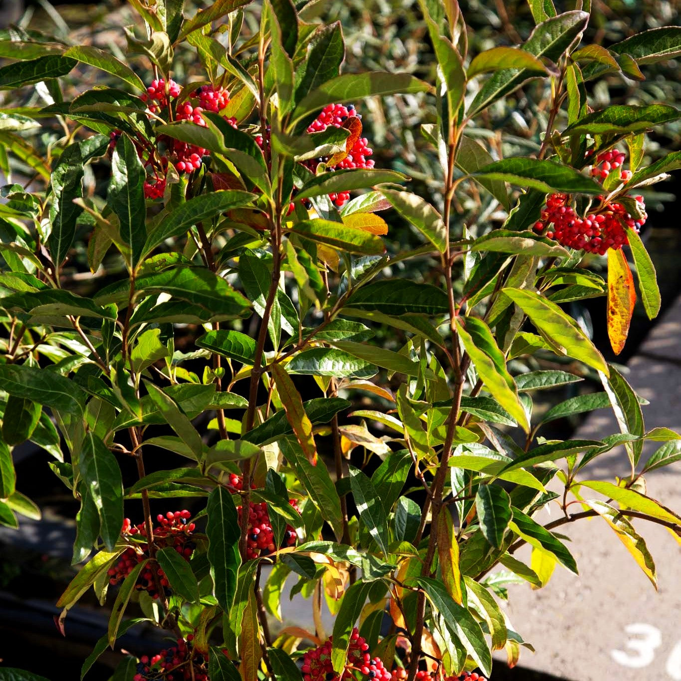 Kanadischer Schneeball 'Pink Beauty' (Viburnum lentago)
