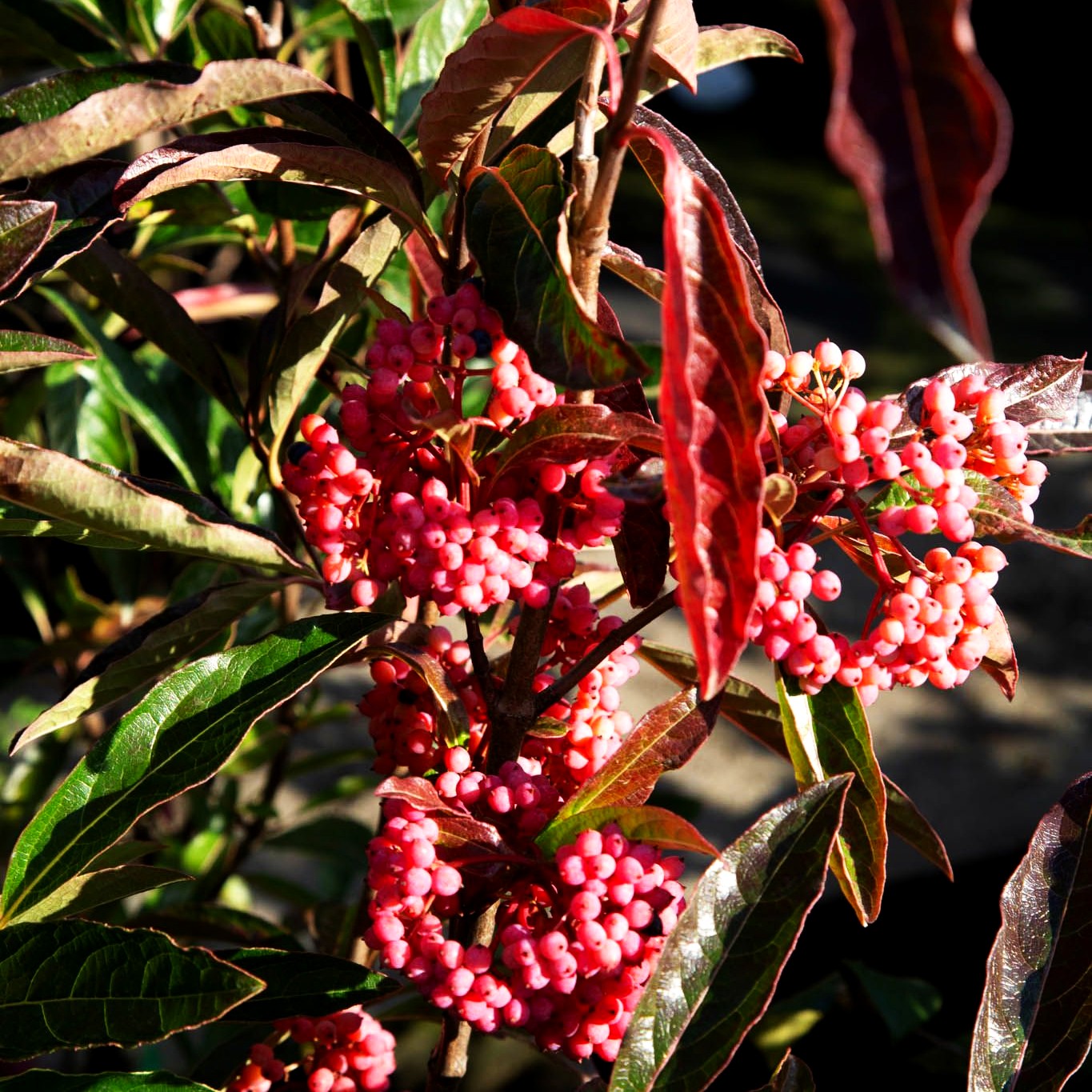 Kanadischer Schneeball 'Pink Beauty' (Viburnum lentago)