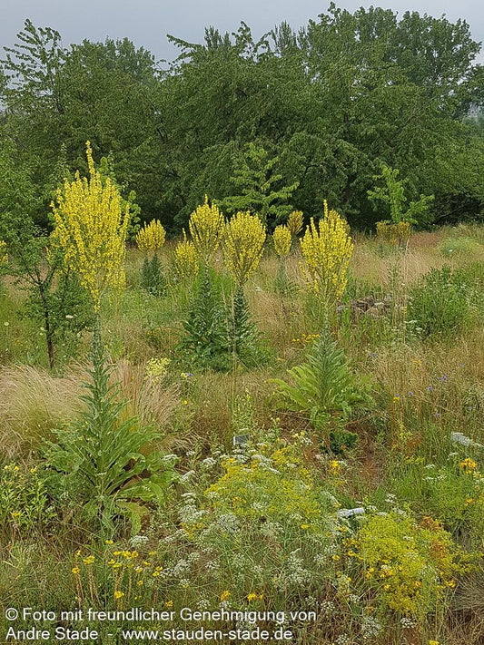 Kandelaber-Königskerze (Verbascum olympicum)