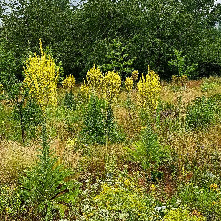 Kandelaber-Königskerze (Verbascum olympicum)