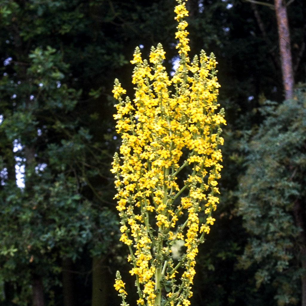 Kandelaber-Königskerze (Verbascum olympicum)