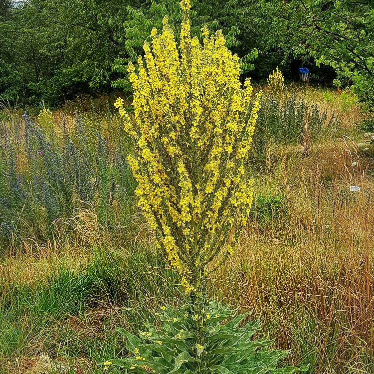 Kandelaber-Königskerze (Verbascum olympicum)
