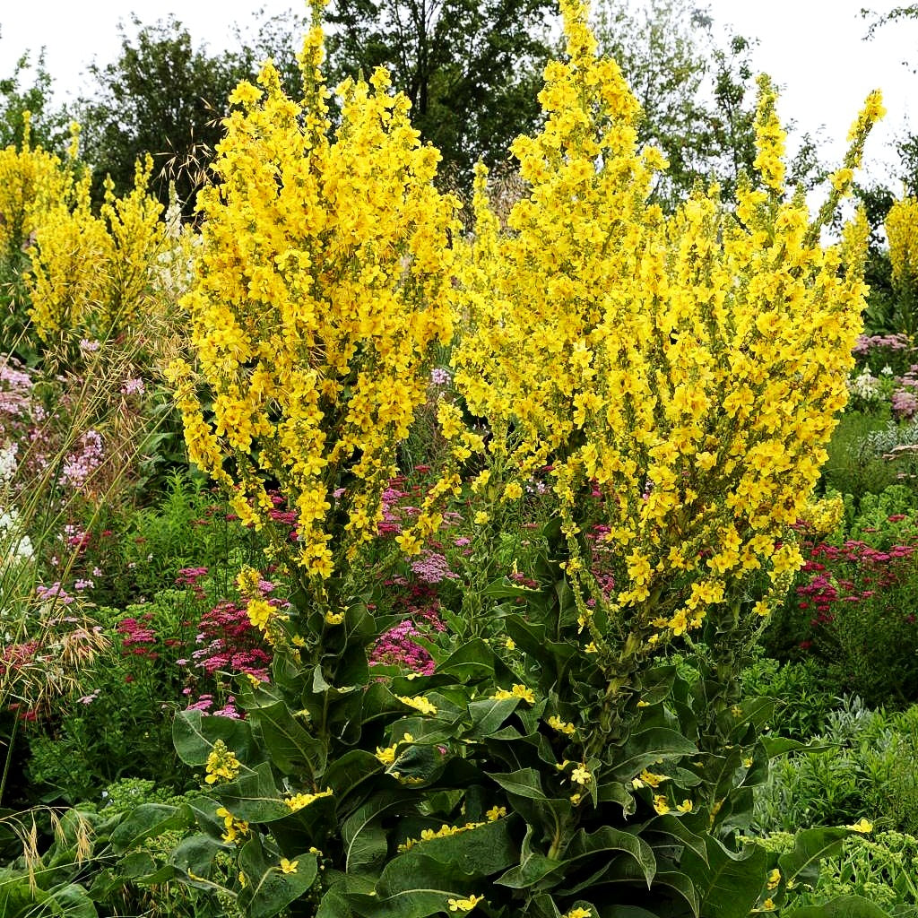 Kandelaber-Königskerze (Verbascum olympicum)