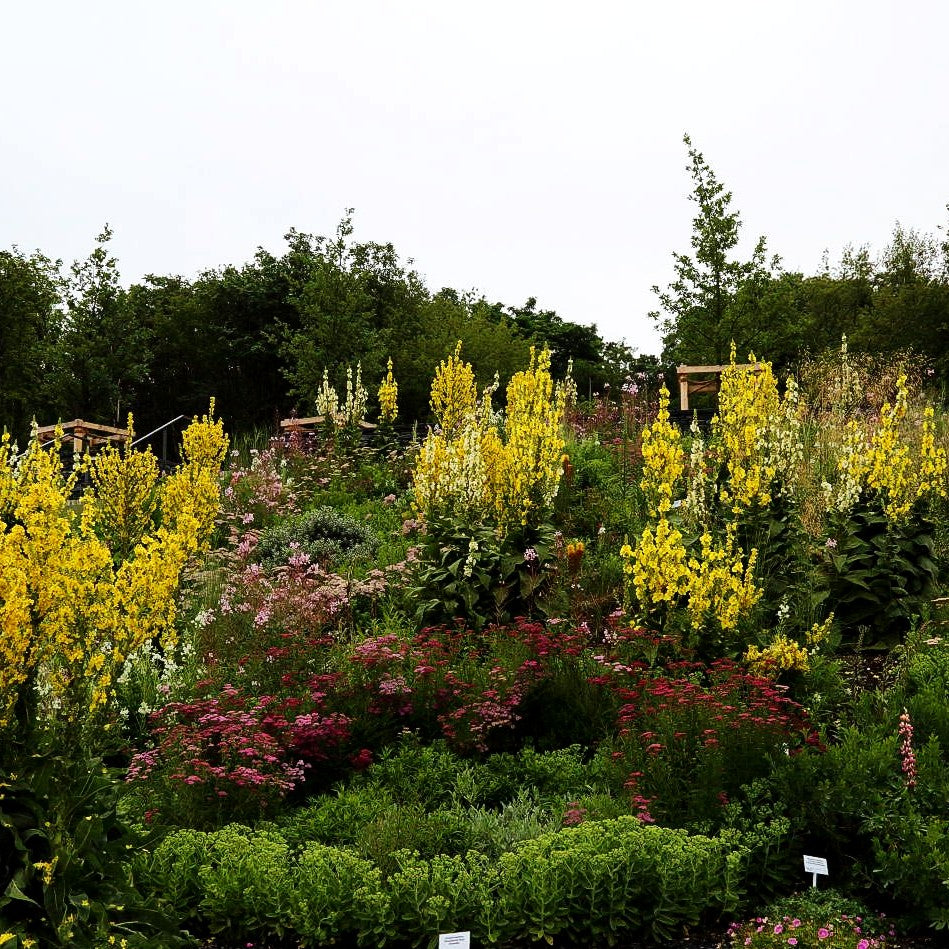 Kandelaber-Königskerze (Verbascum olympicum)