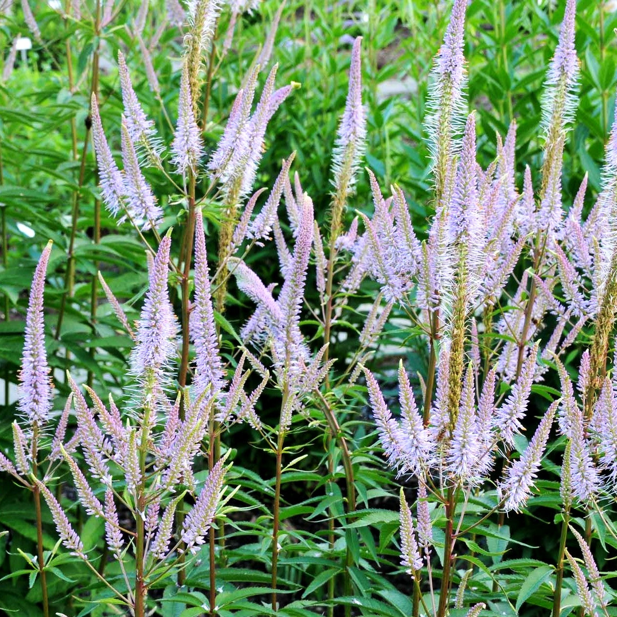 Kandelaberehrenpreis 'Adoration' (Veronicastrum virginicum)