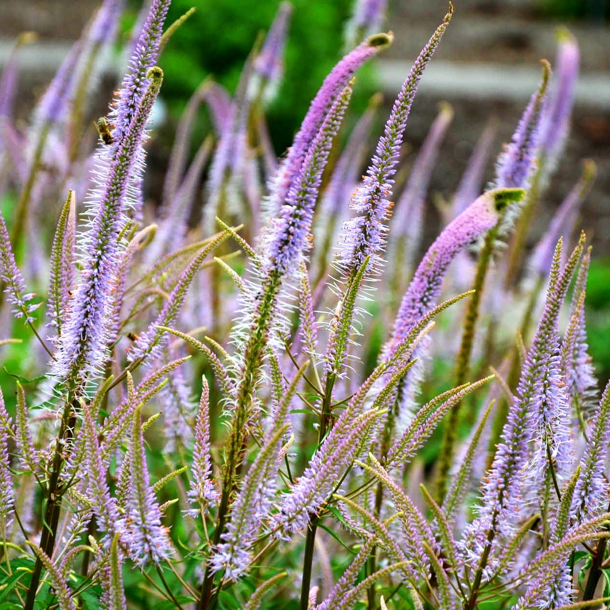 Kandelaberehrenpreis 'Adoration' (Veronicastrum virginicum)