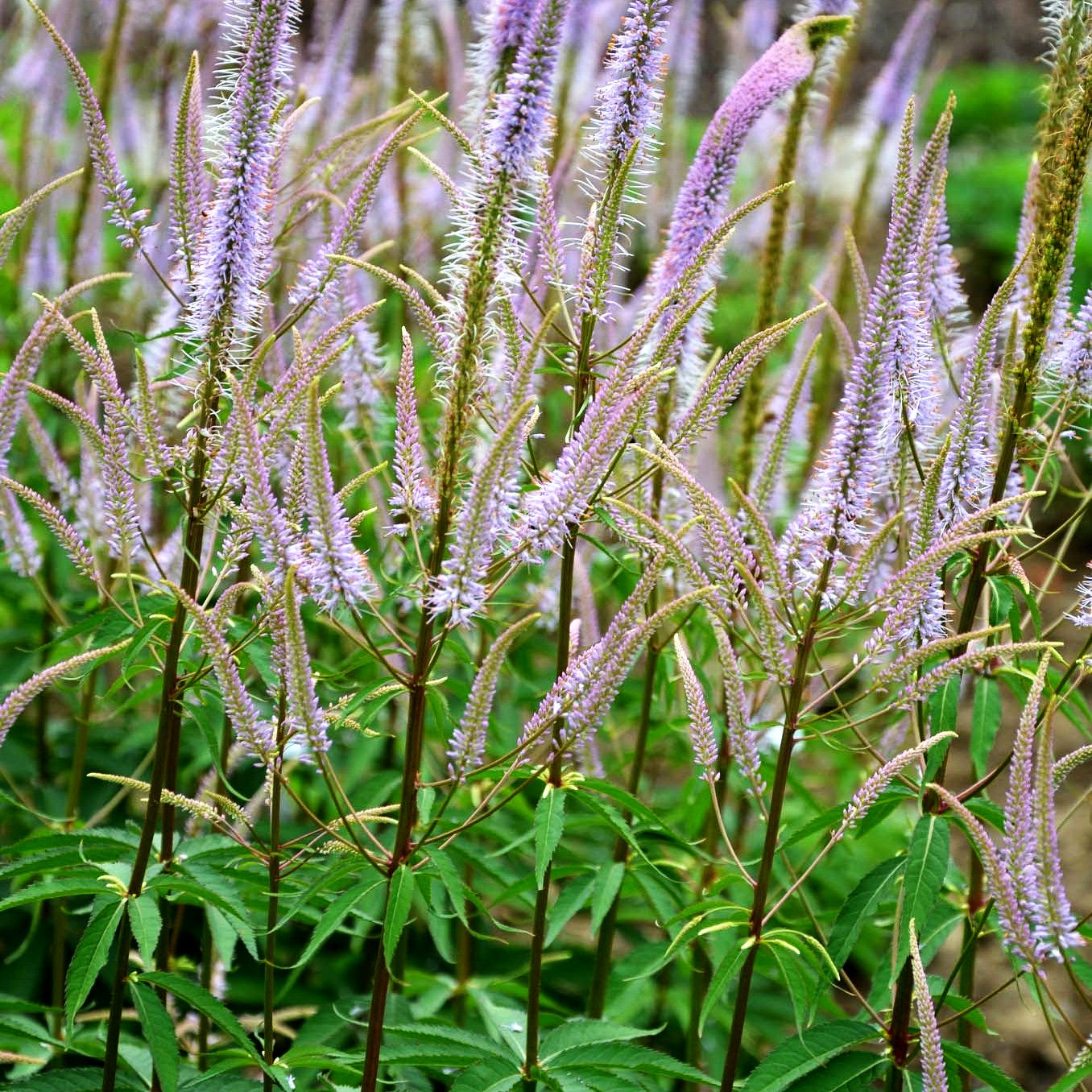 Kandelaberehrenpreis 'Adoration' (Veronicastrum virginicum)