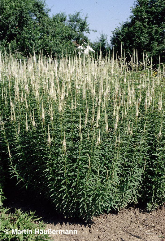 Kandelaberehrenpreis 'Album' (Veronicastrum virginicum)