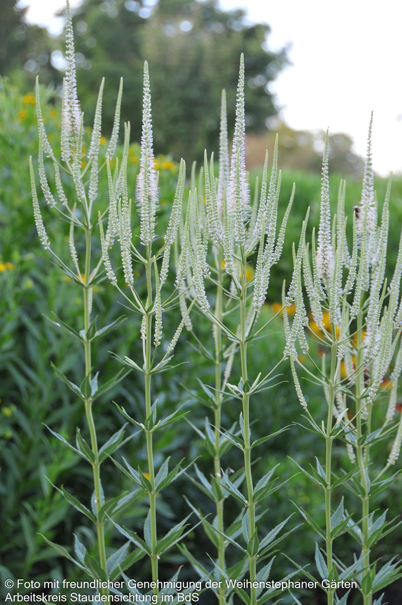 Kandelaberehrenpreis 'Album' (Veronicastrum virginicum)