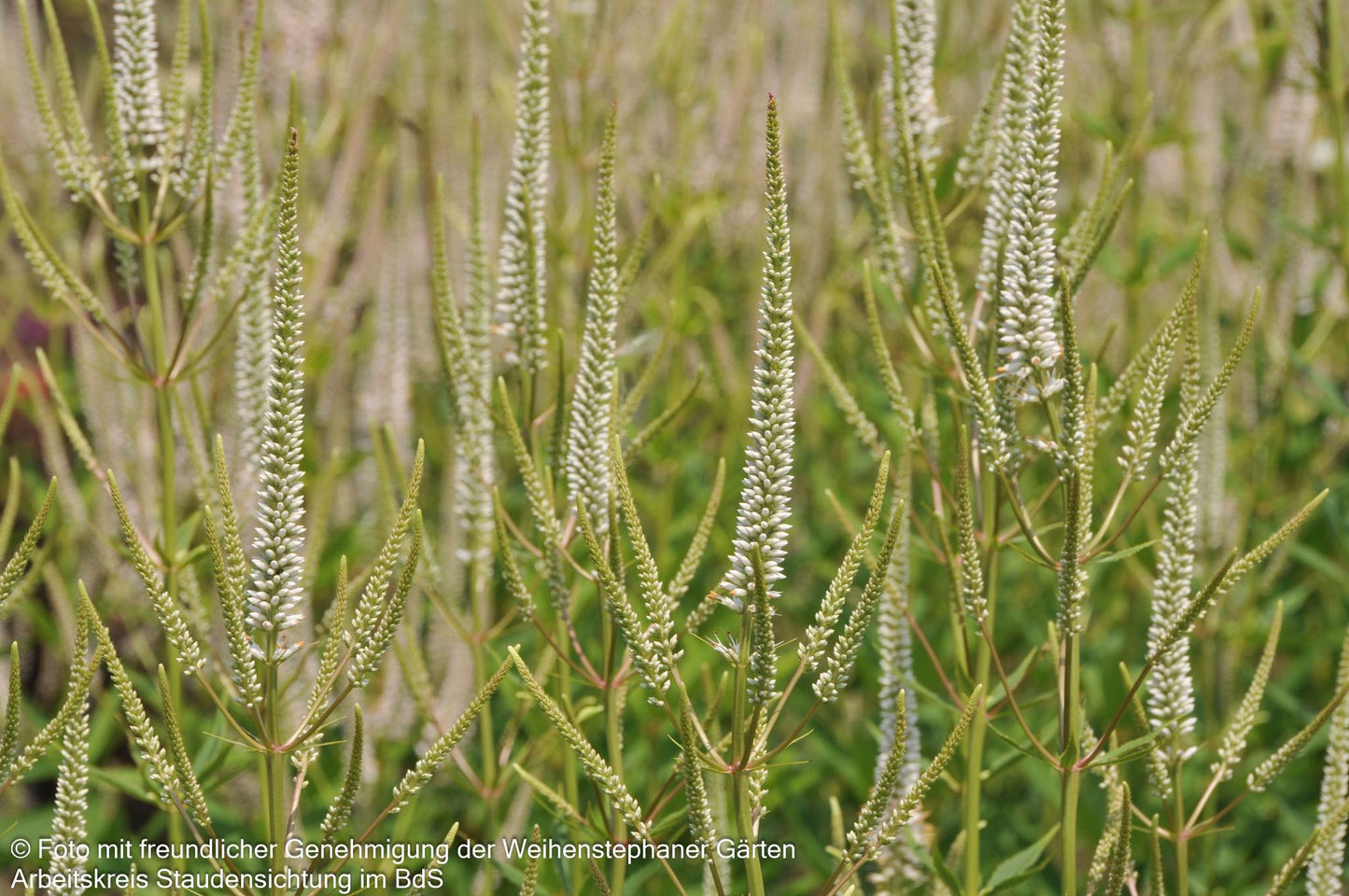 Kandelaberehrenpreis 'Album' (Veronicastrum virginicum)