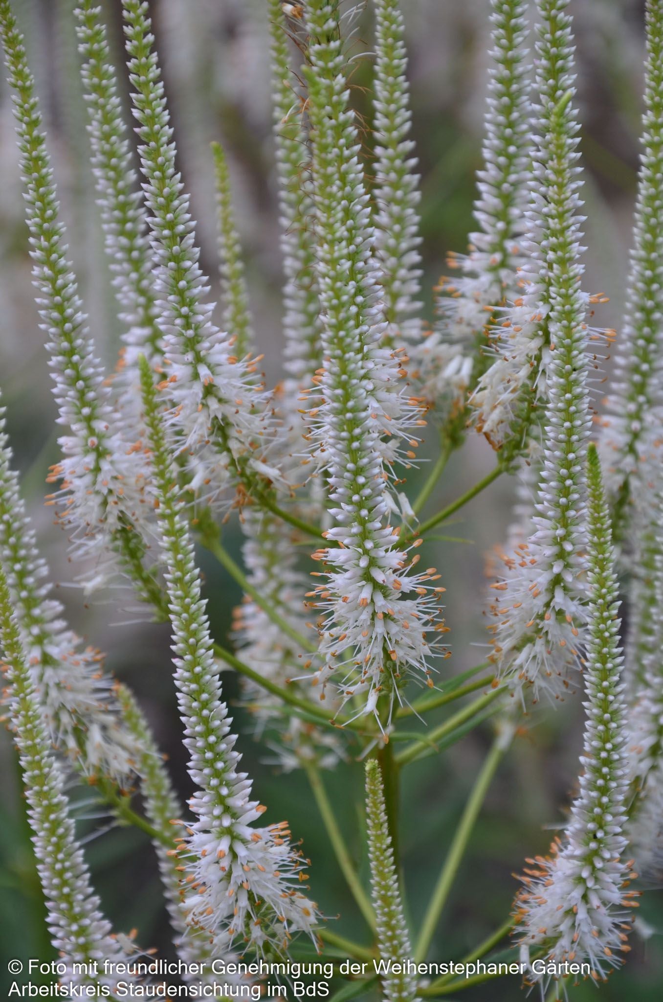 Kandelaberehrenpreis 'Album' (Veronicastrum virginicum)
