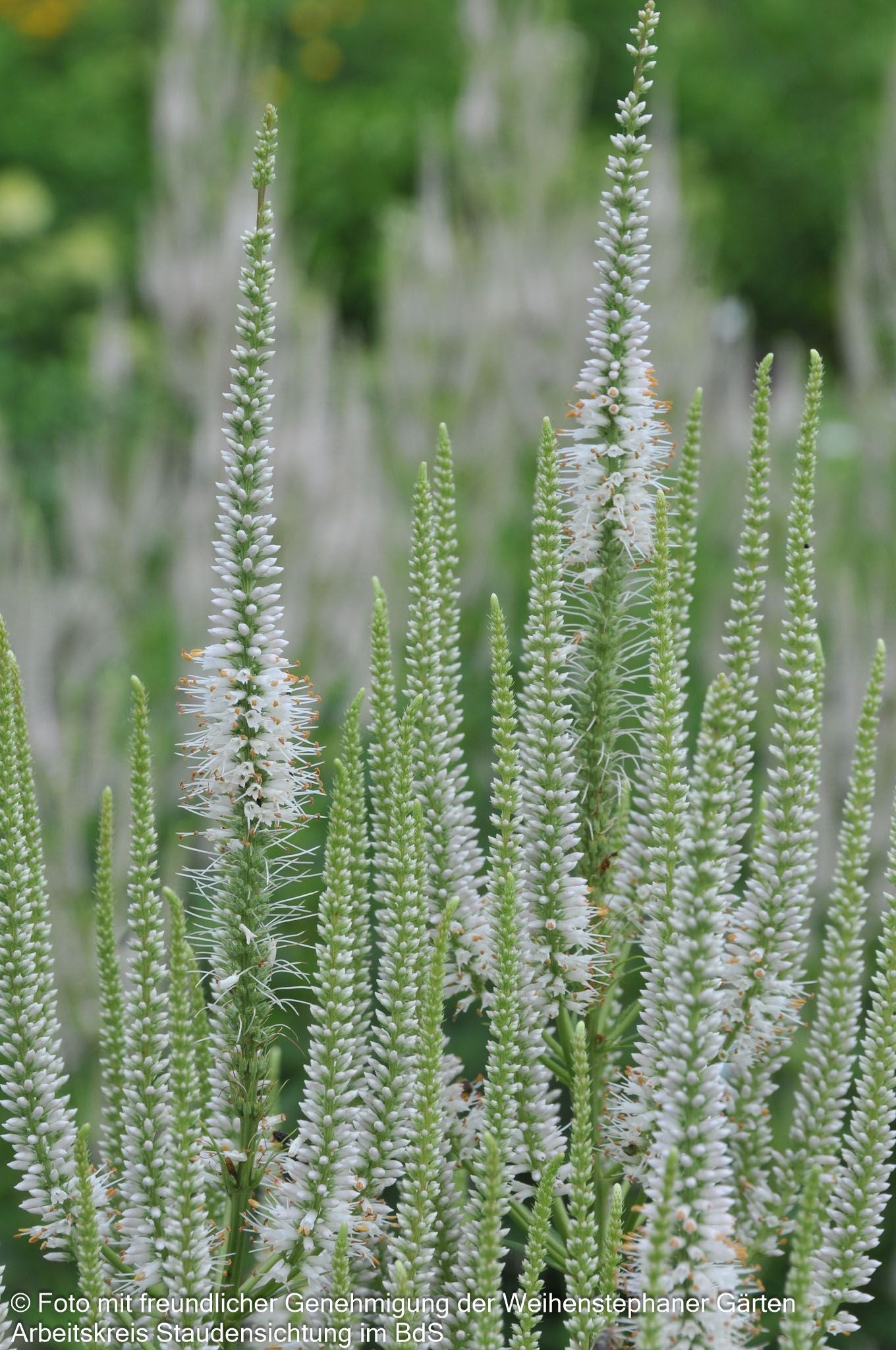 Kandelaberehrenpreis 'Album' (Veronicastrum virginicum)