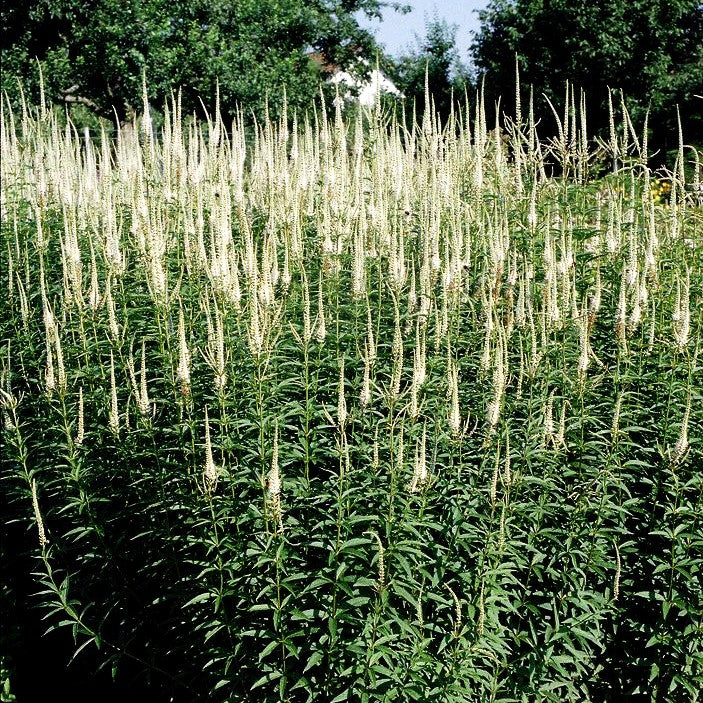 Kandelaberehrenpreis 'Album' (Veronicastrum virginicum)