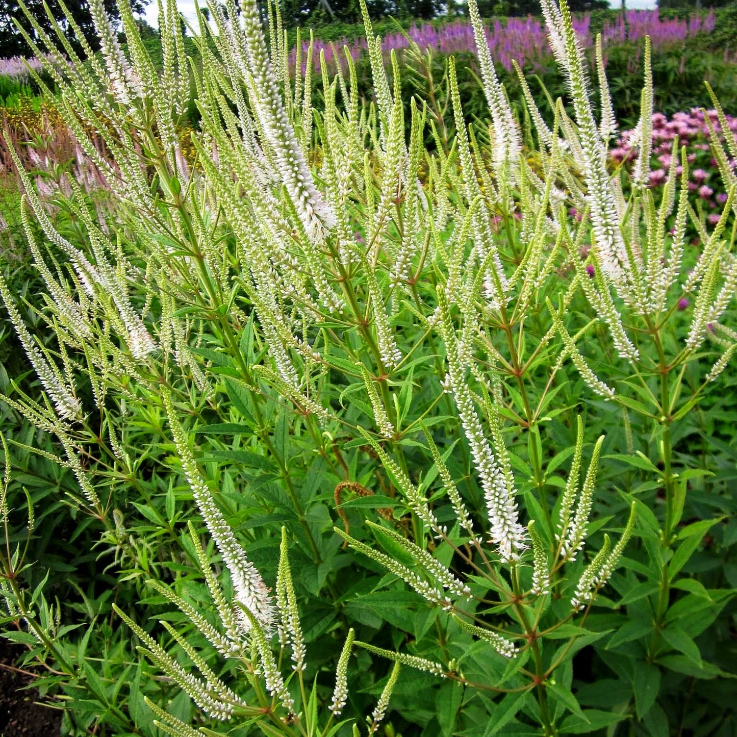 Kandelaberehrenpreis 'Album' (Veronicastrum virginicum)
