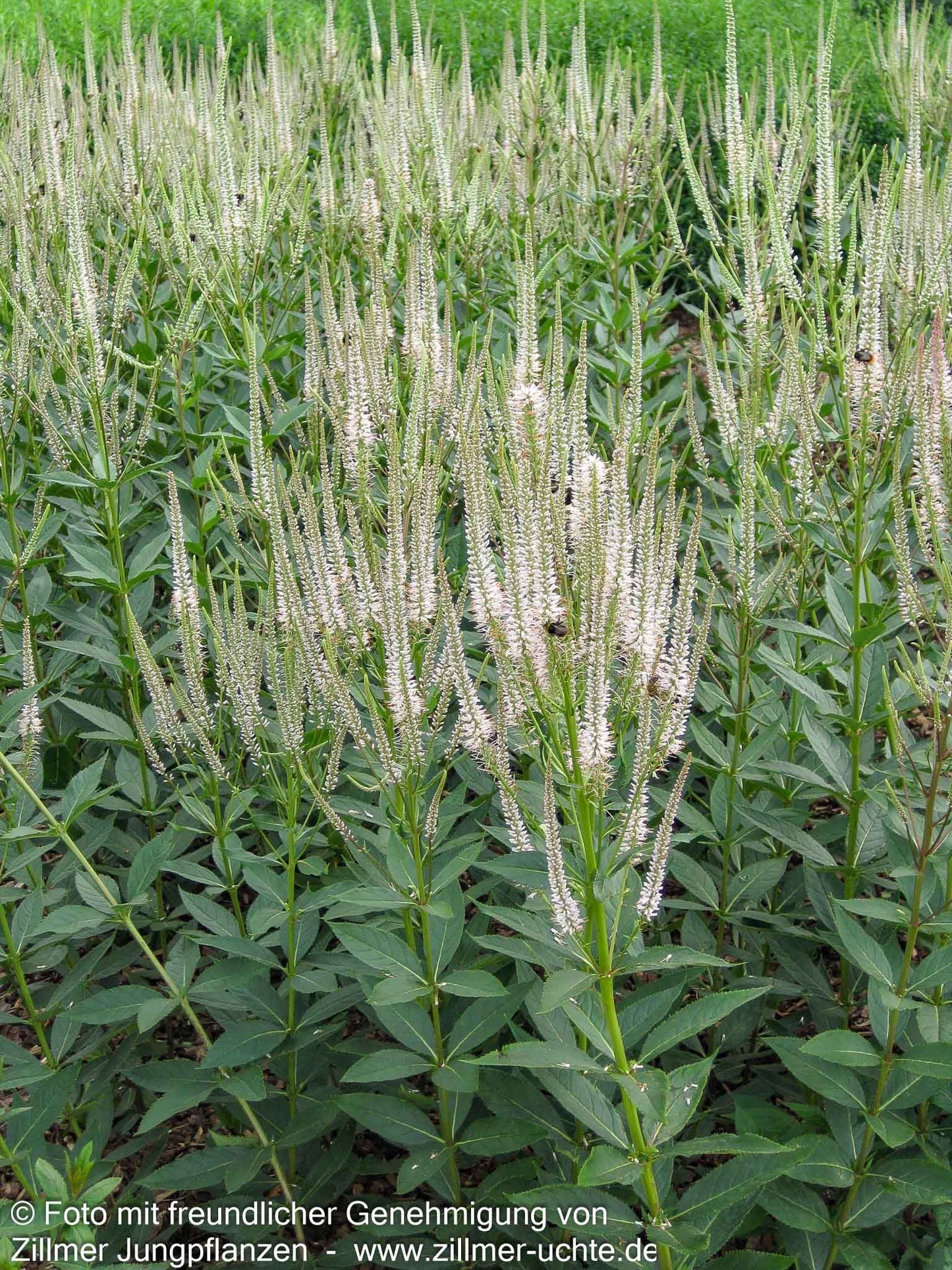 Kandelaberehrenpreis 'Album' (Veronicastrum virginicum)