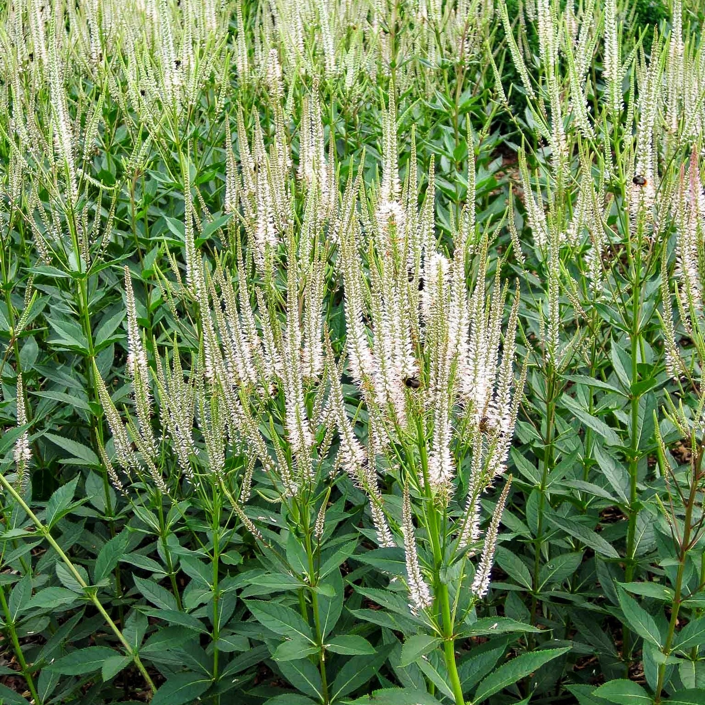 Kandelaberehrenpreis 'Album' (Veronicastrum virginicum)