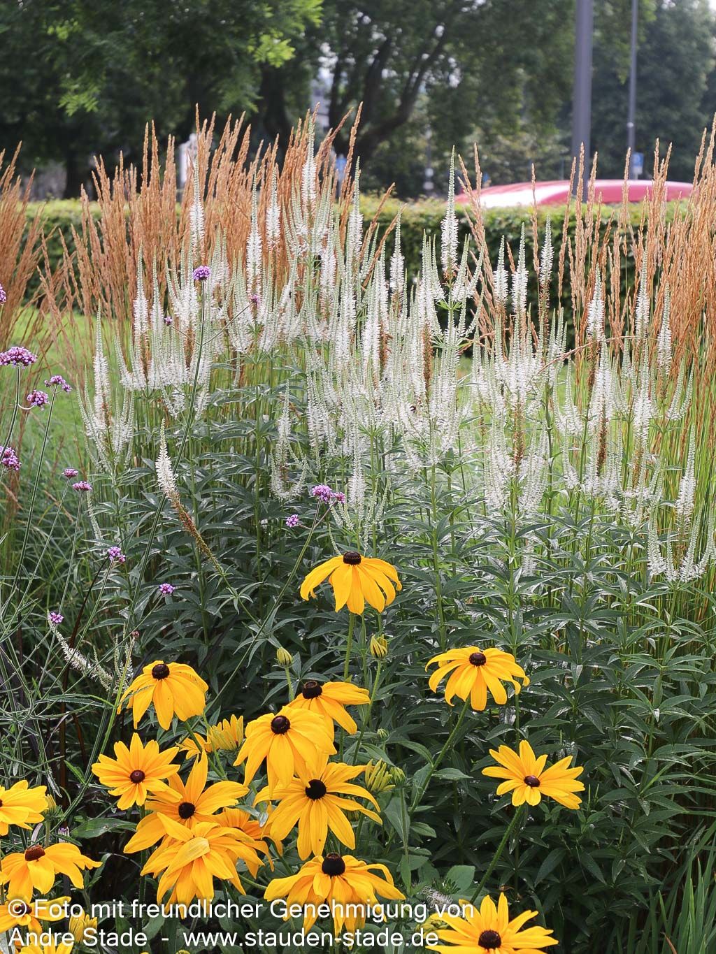 Kandelaberehrenpreis 'Album' (Veronicastrum virginicum)
