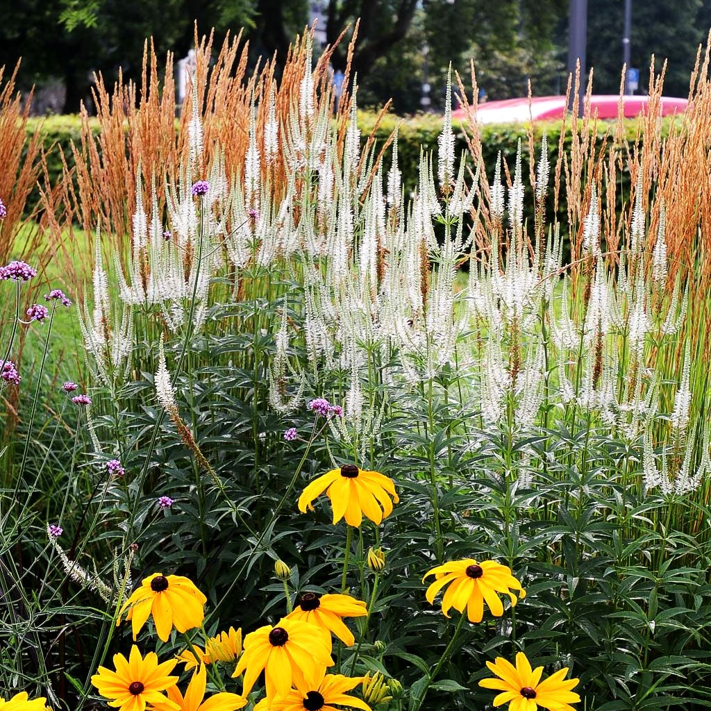 Kandelaberehrenpreis 'Album' (Veronicastrum virginicum)