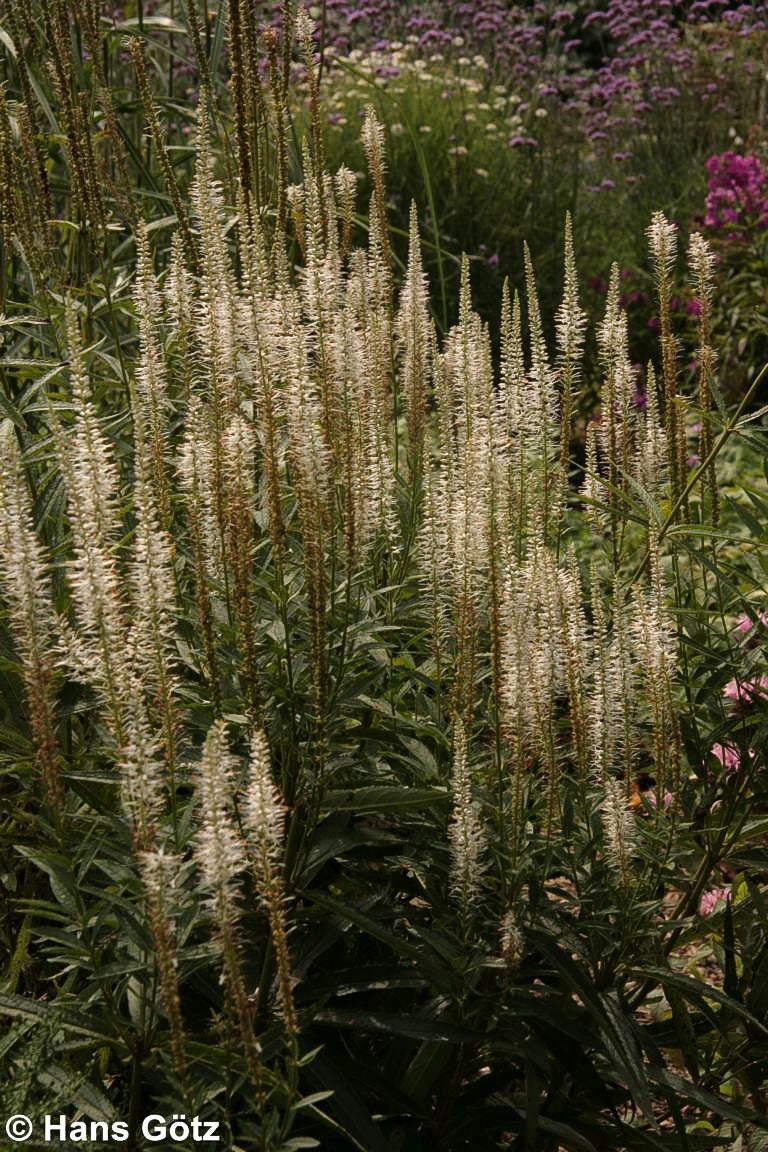 Kandelaberehrenpreis 'Album' (Veronicastrum virginicum)