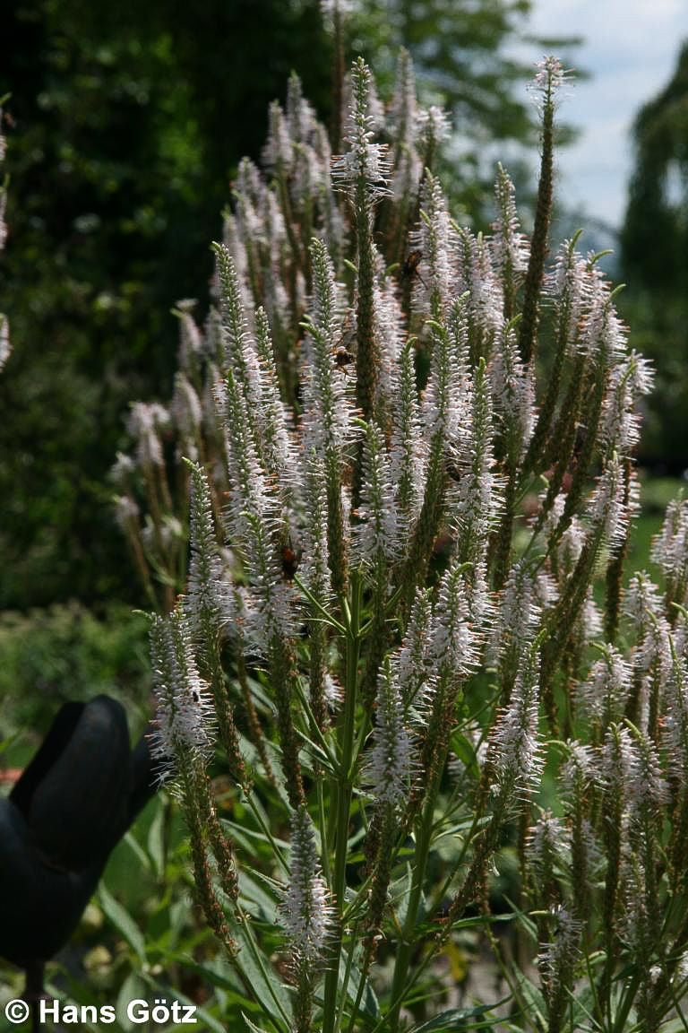 Kandelaberehrenpreis 'Album' (Veronicastrum virginicum)