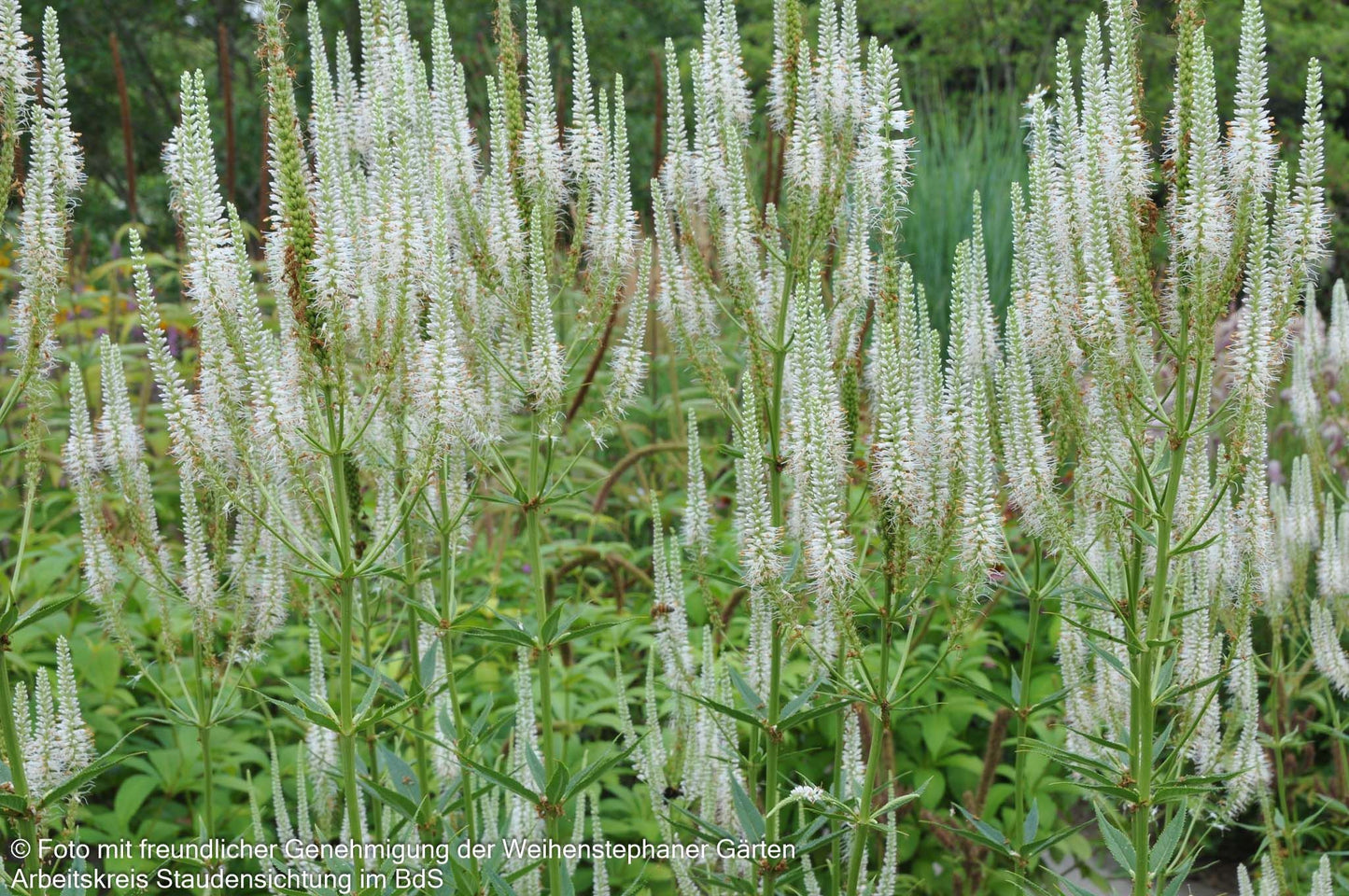 Kandelaberehrenpreis 'Album' (Veronicastrum virginicum)