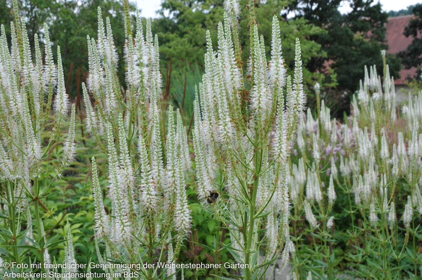 Kandelaberehrenpreis 'Album' (Veronicastrum virginicum)