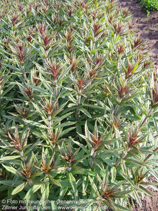 Kandelaberehrenpreis 'Diana' (Veronicastrum virginicum)
