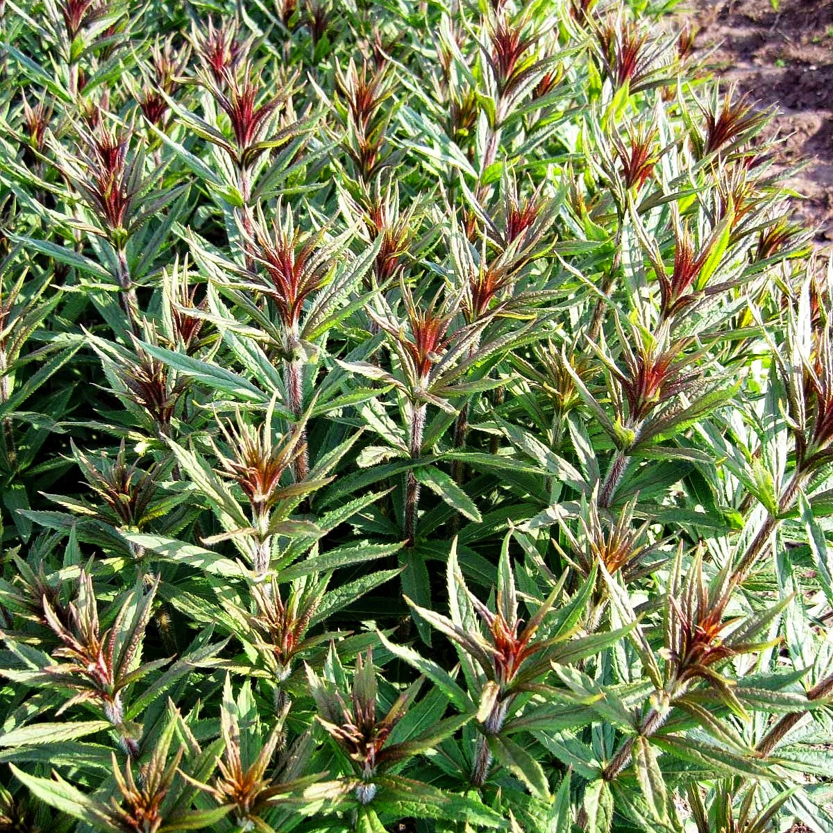 Kandelaberehrenpreis 'Diana' (Veronicastrum virginicum)