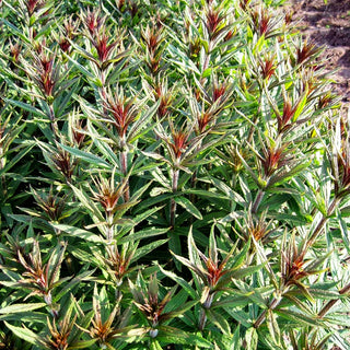 Kandelaberehrenpreis 'Diana' (Veronicastrum virginicum)