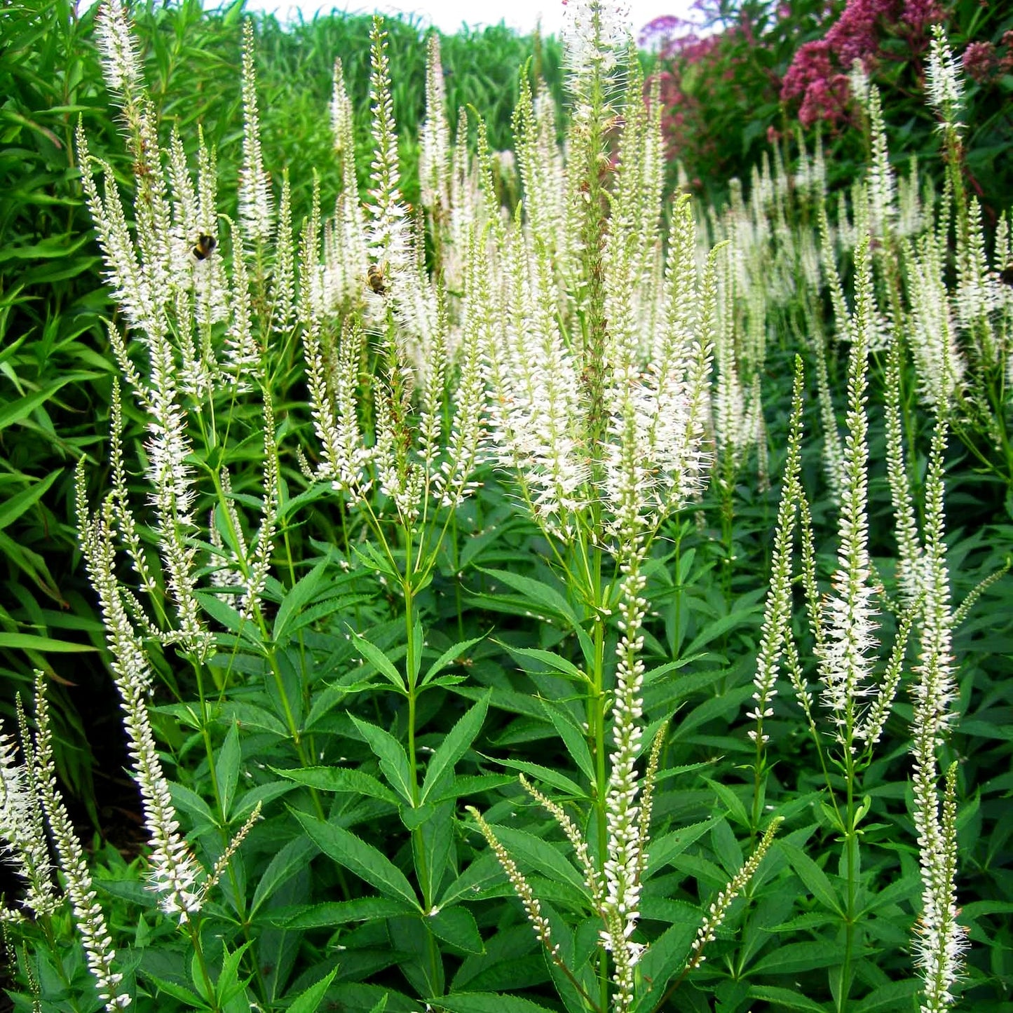 Kandelaberehrenpreis 'Diana' (Veronicastrum virginicum)