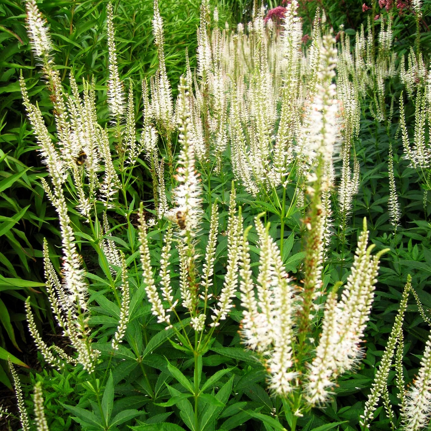 Kandelaberehrenpreis 'Diana' (Veronicastrum virginicum)