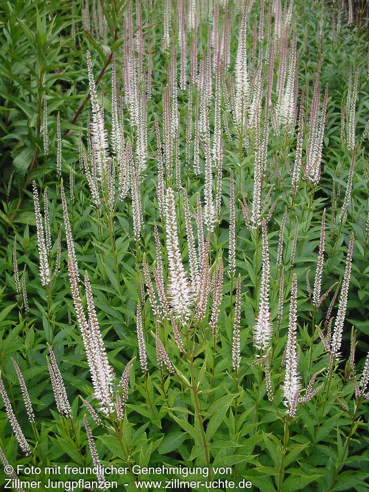 Kandelaberehrenpreis 'Diana' (Veronicastrum virginicum)